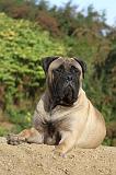 BULLMASTIFF 176